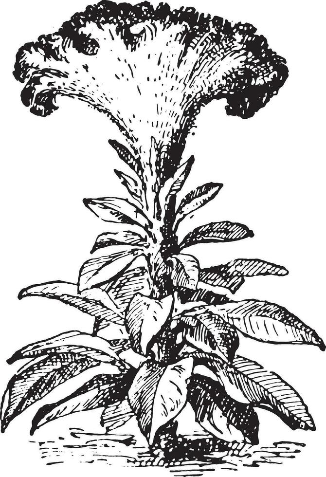 Amaranth, vintage engraving. vector