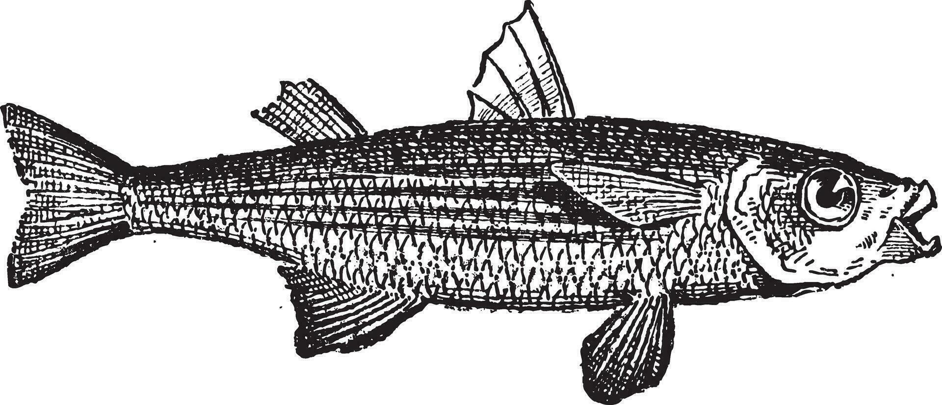 Grey Mullet or Mugilidae, vintage engraving vector