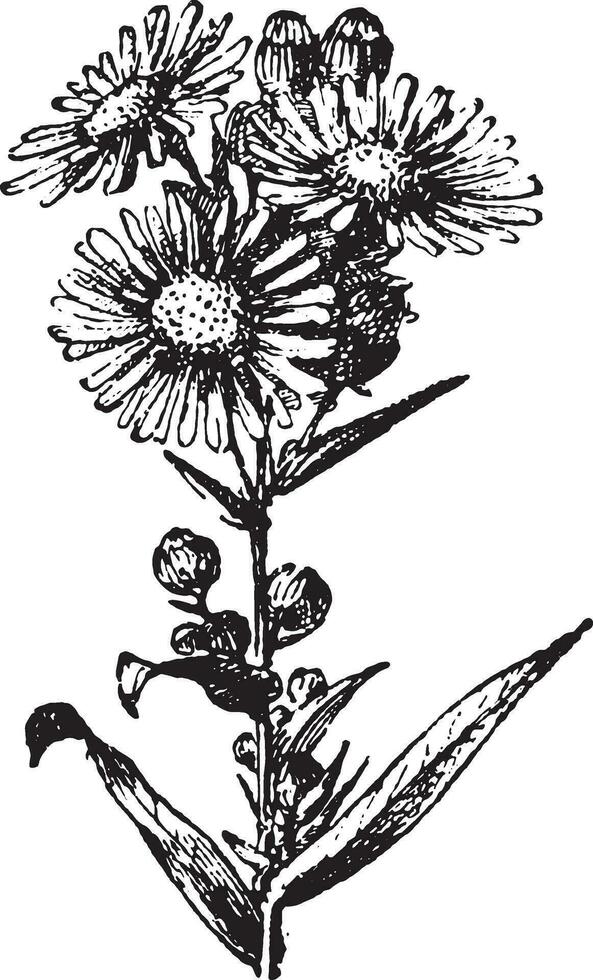 Aster, vintage engraving. vector