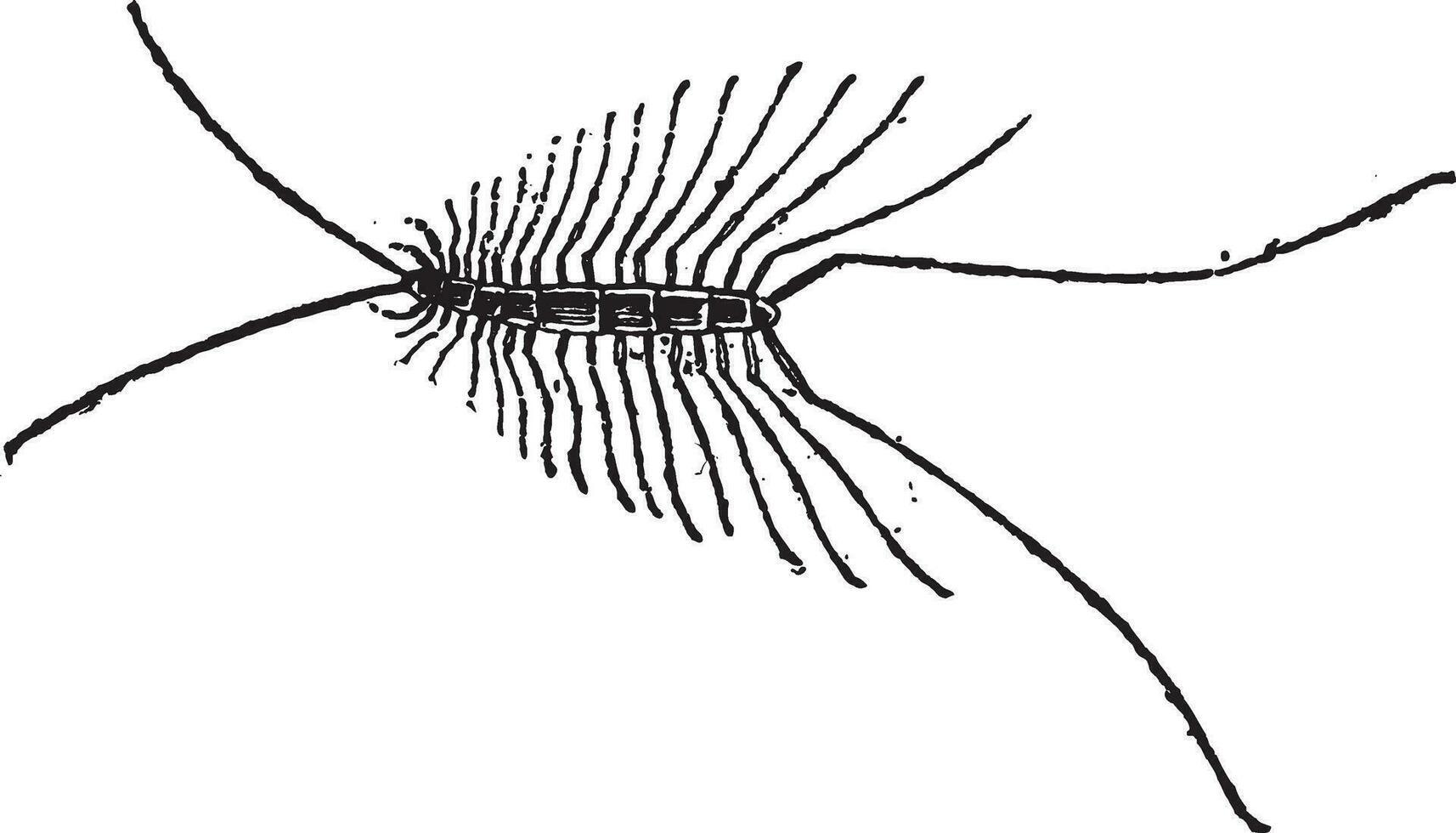 miriápodo o miriápodos, Clásico grabado vector