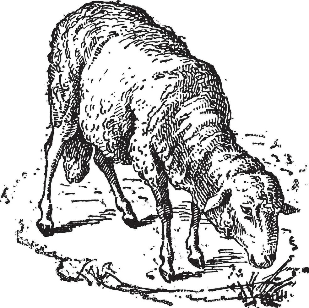 Sheep or Ovis aries, vintage engraving vector