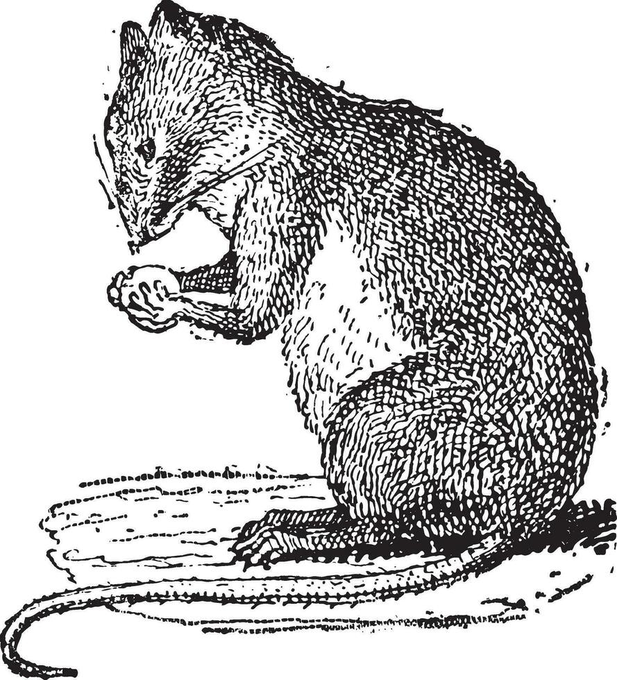 Field Mouse or Muridae, vintage engraving vector