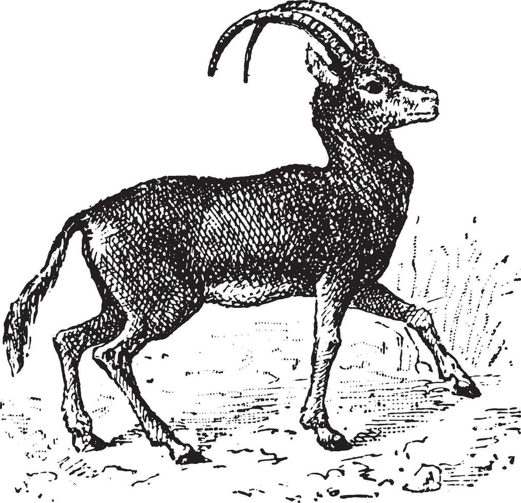 Antelope, vintage engraving. vector