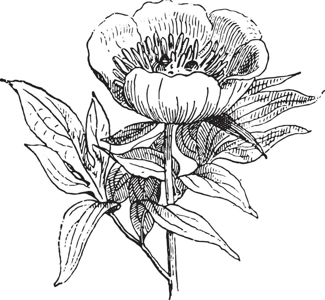 paeonia o peonía, Clásico grabado. vector