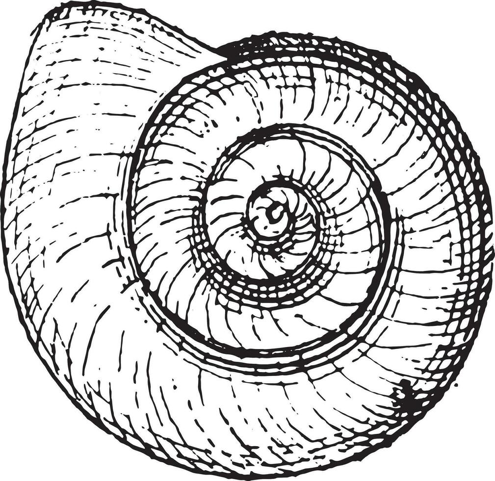 Planorbis, vintage engraving. vector