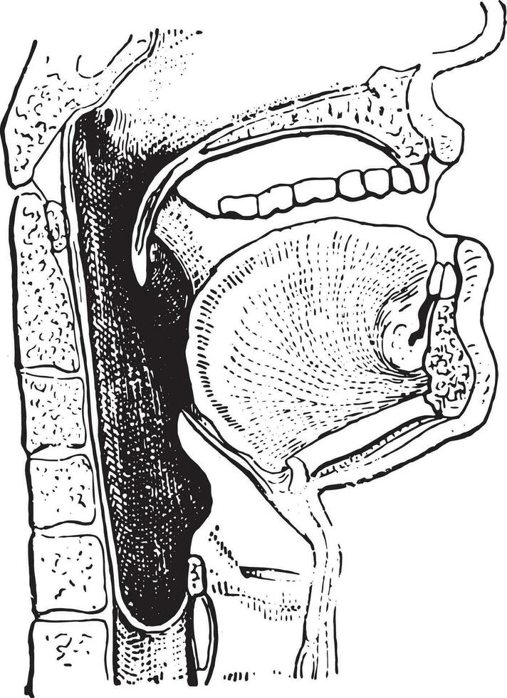Pharynx, vintage engraving. vector