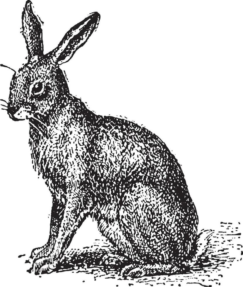 Hare or Lepus sp., vintage engraving vector