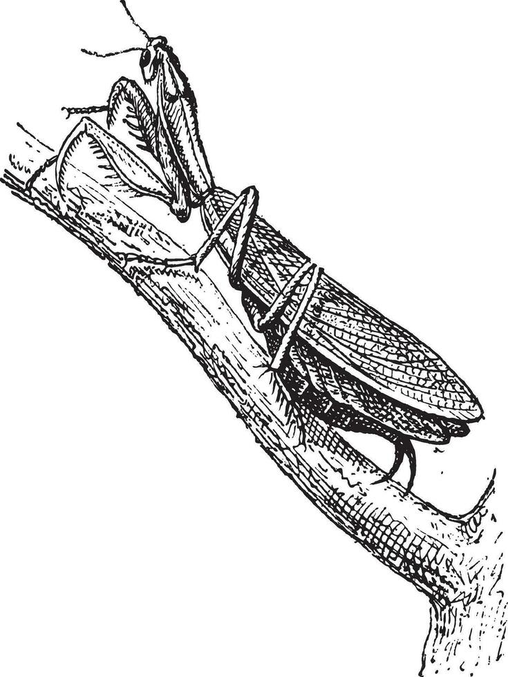 Orando mantis o mantis religioso, Clásico grabado vector
