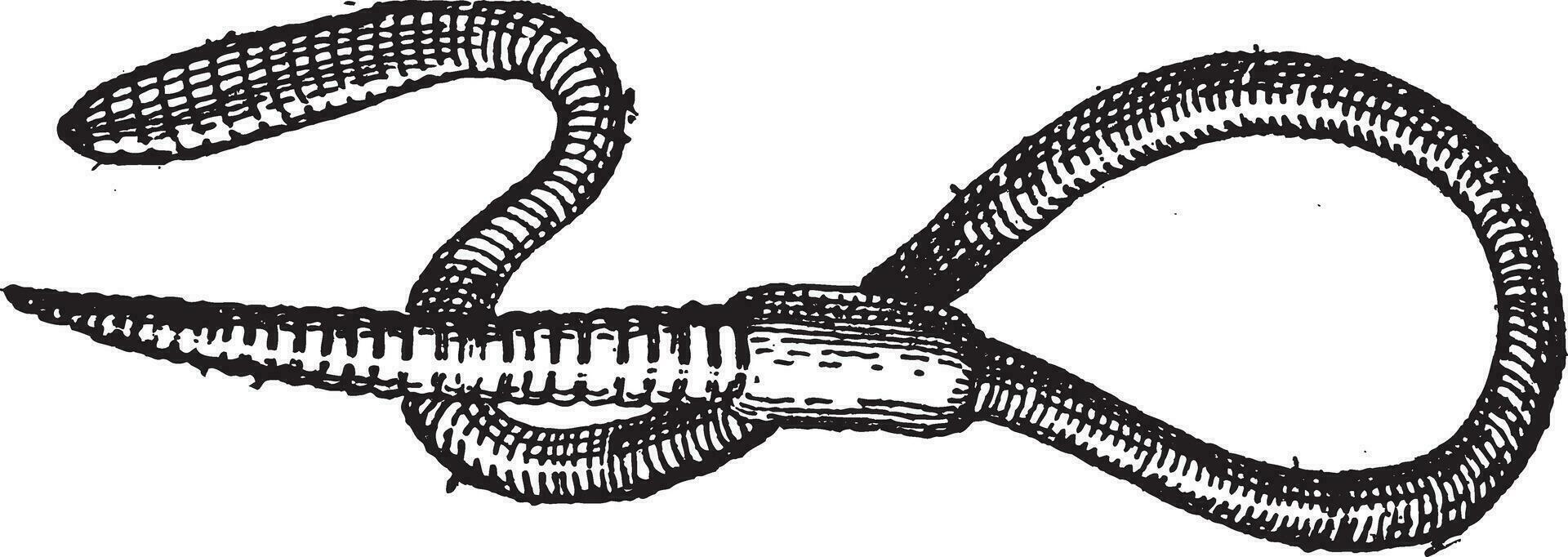 Earthworm or Lumbricus terrestris, vintage engraving vector