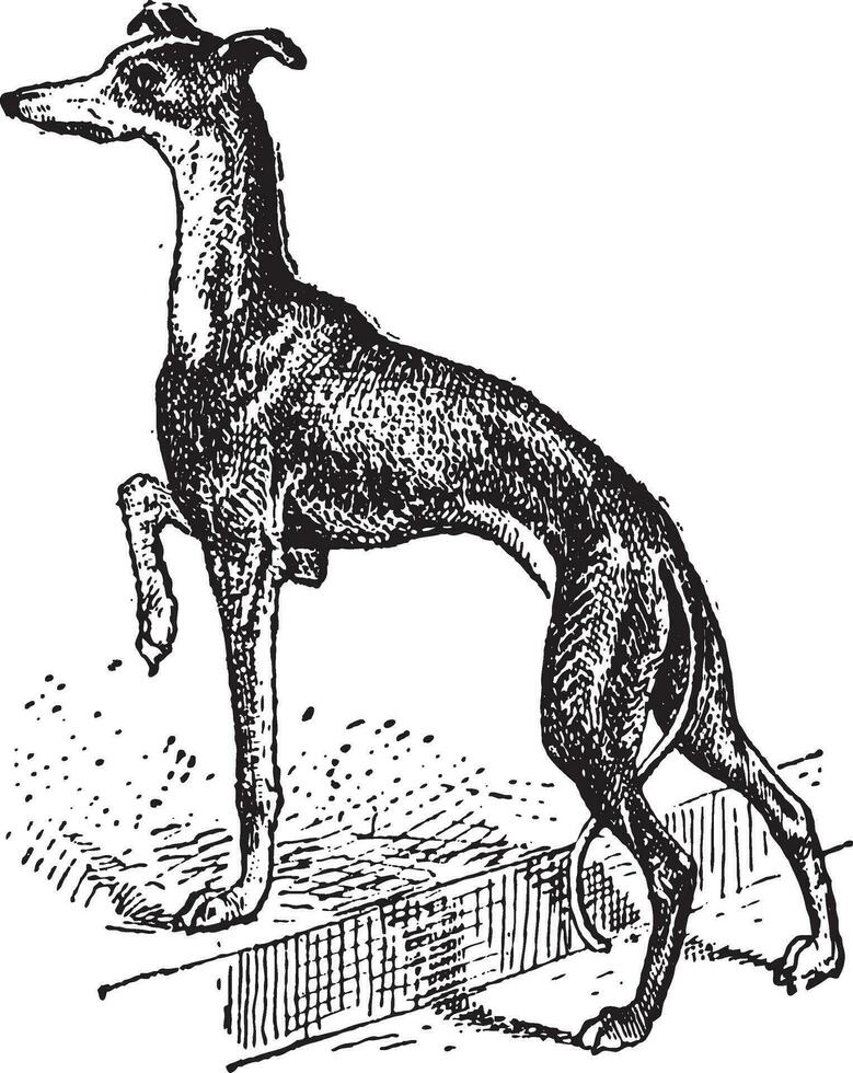 Greyhound, vintage engraving vector