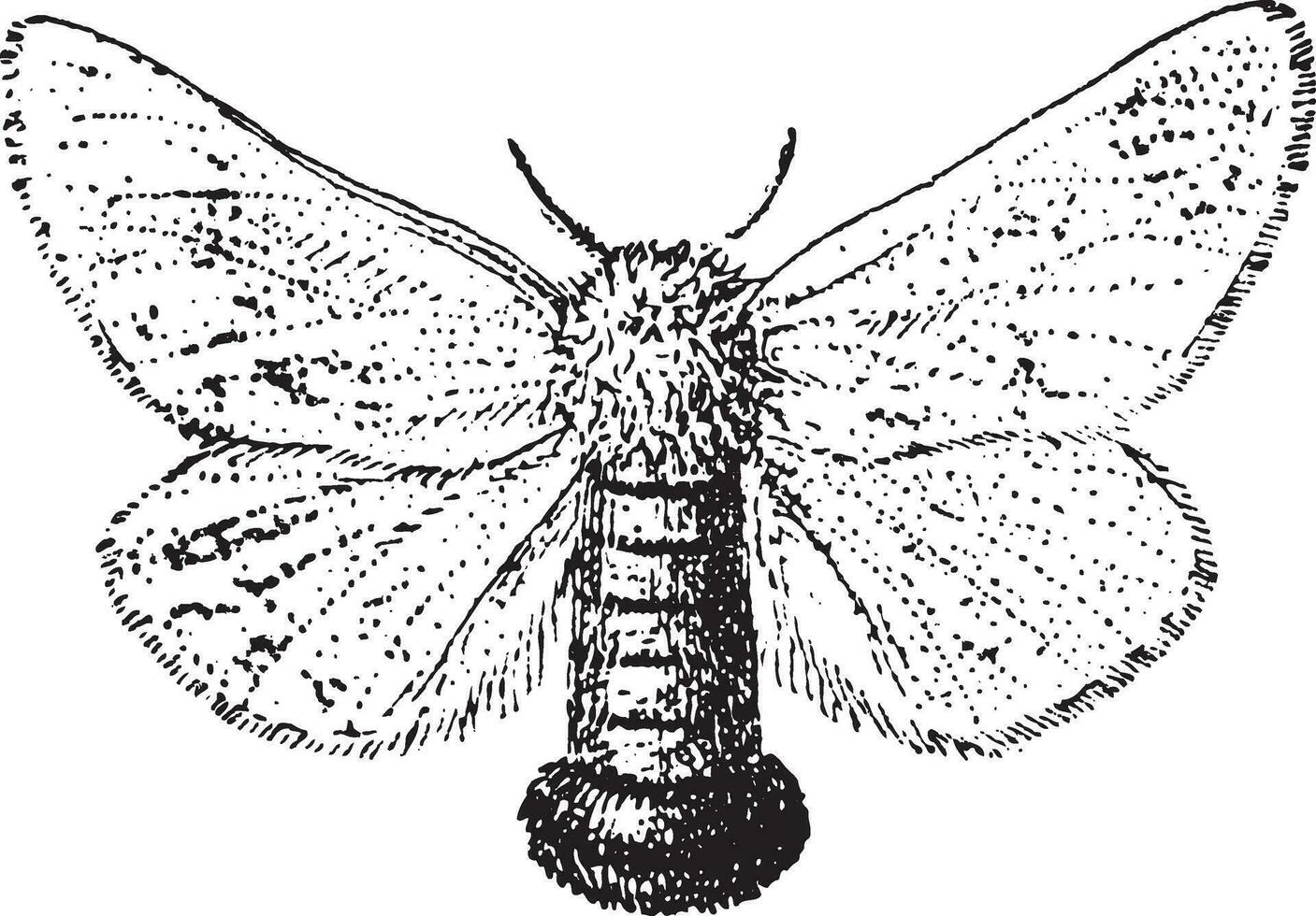Gypsy Moth or Lymantria dispar, vintage engraving vector