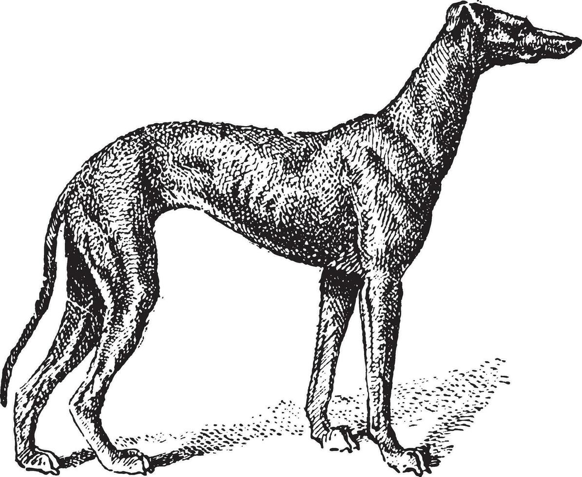 Greyhound, vintage engraving vector