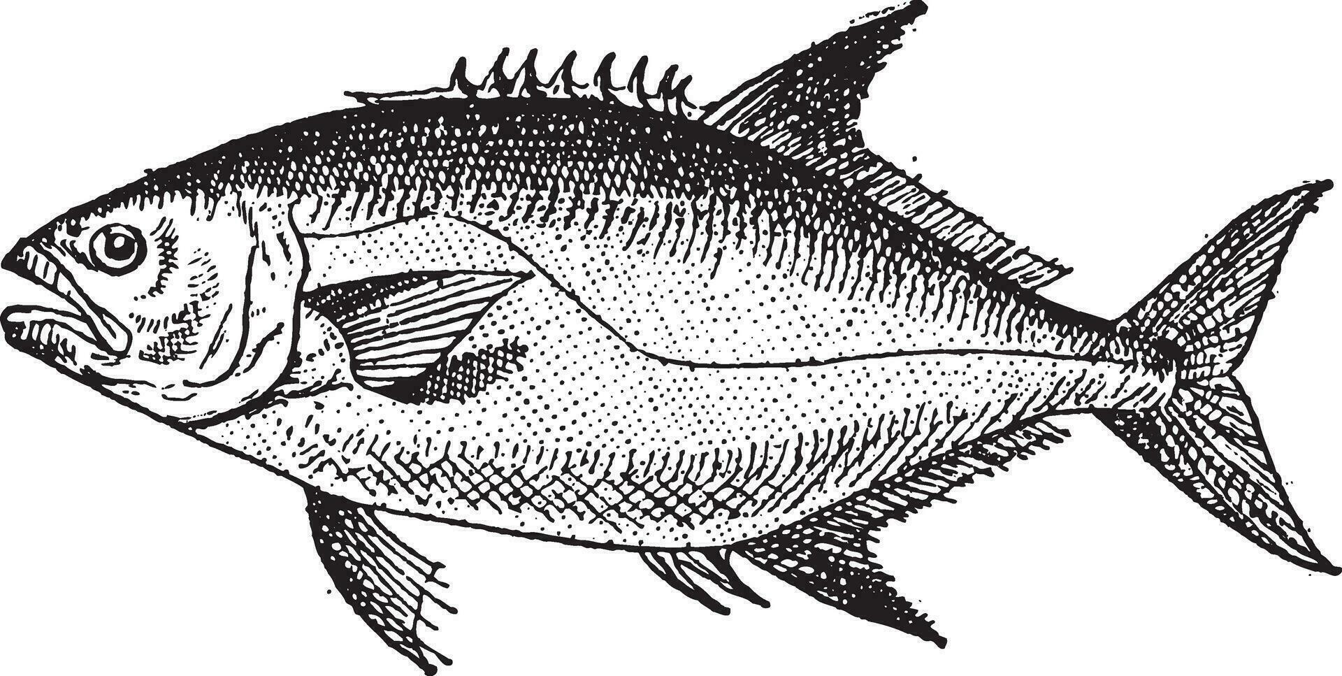 Leerfish or Lichia amia, vintage engraving vector