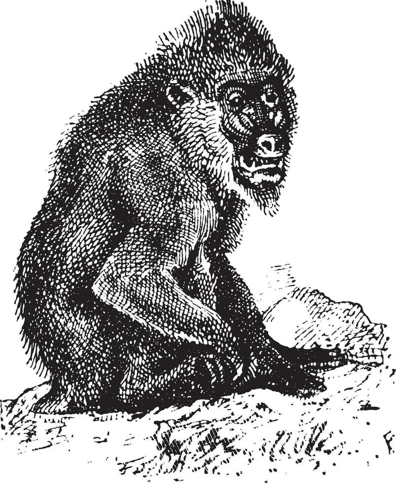 Mandrill or mandrill Mandrillus sphinx, vintage engraving vector