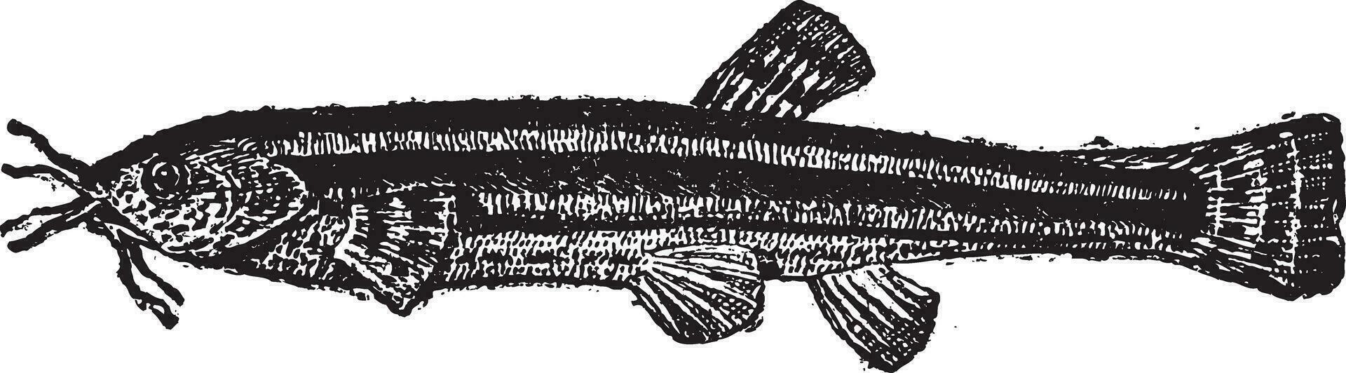 Loach catfish or Amphiliidae, vintage engraving vector