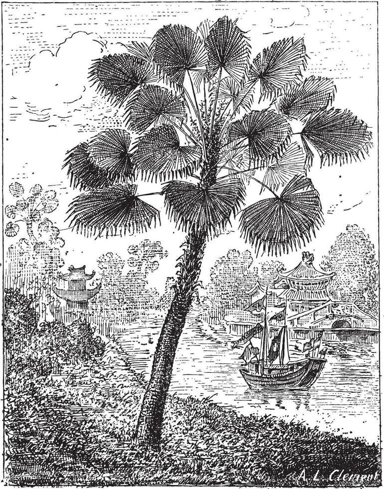Red Latan Palm or Latania lontaroides, vintage engraving vector