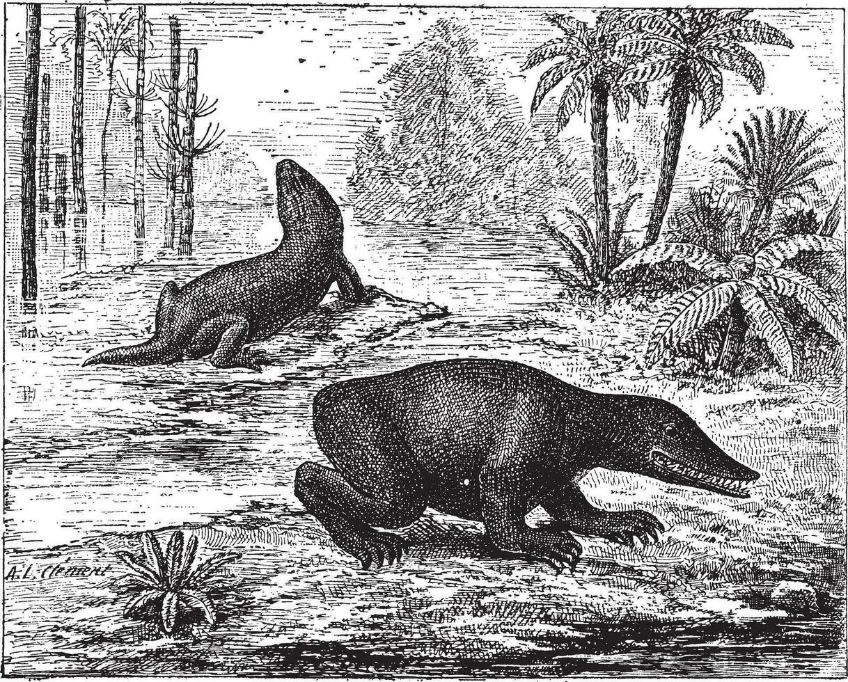 Labyrinthodon or Labyrinthodontia, vintage engraving. vector