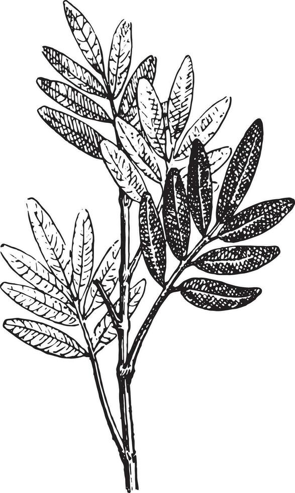 Pilocarpus, vintage engraving. vector