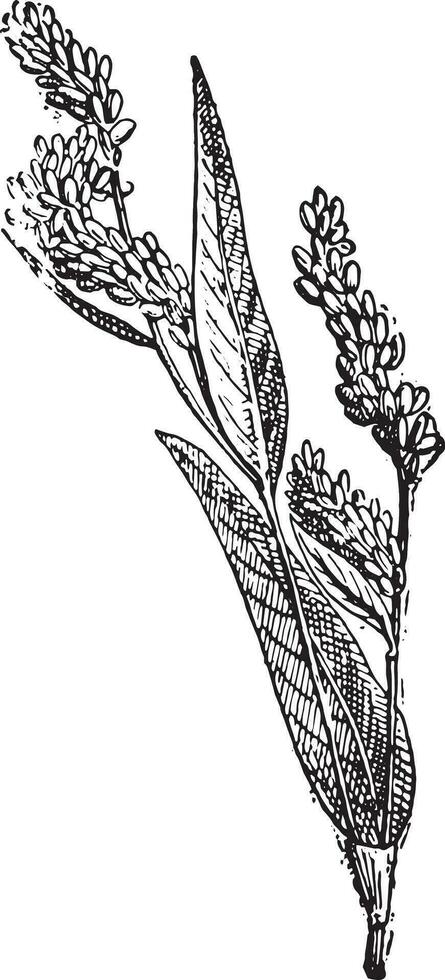 Lady's Thumb or Soft Smartweed, vintage engraving. vector