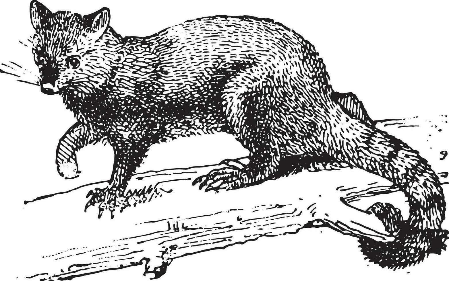 Possum, vintage engraving. vector