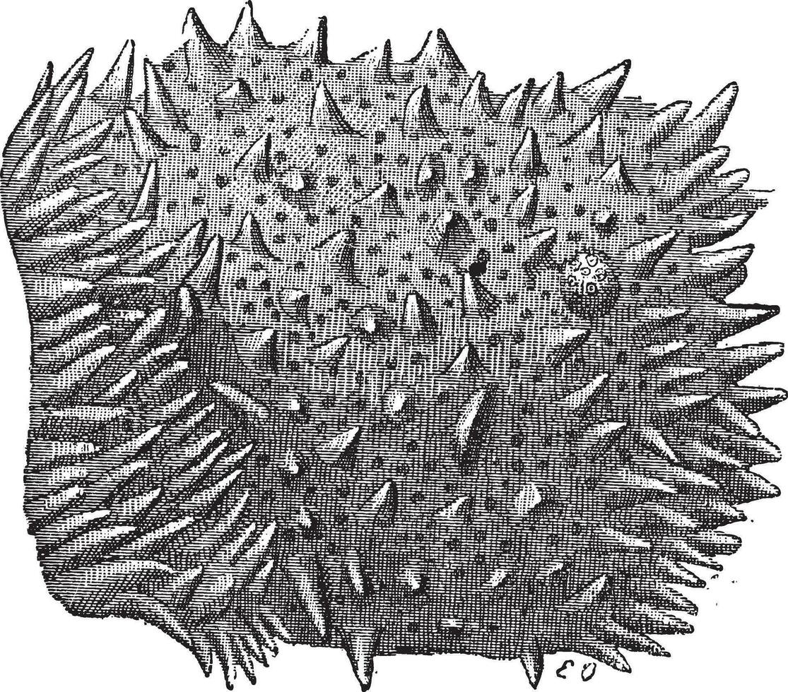 higo. 3. intestino, vellosidades de el medio parte de el pequeño intestino, Clásico grabado. vector