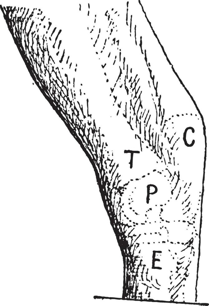 Hock or gambrel, left of the horse, vintage engraving. vector