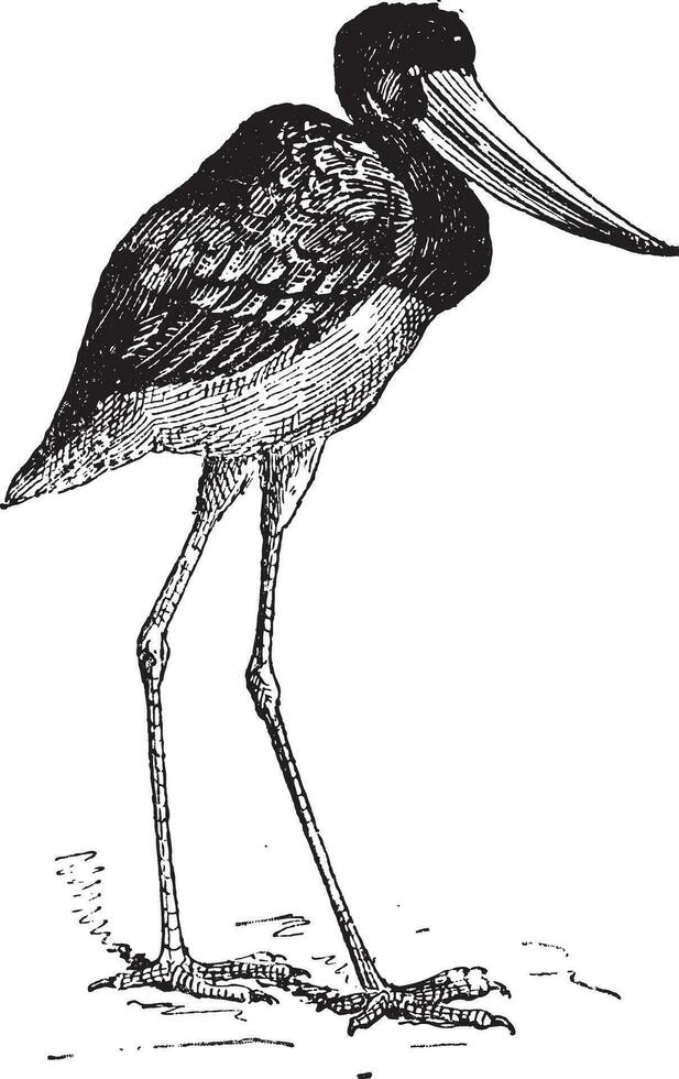 jabiru de Senegal, Clásico grabado. vector