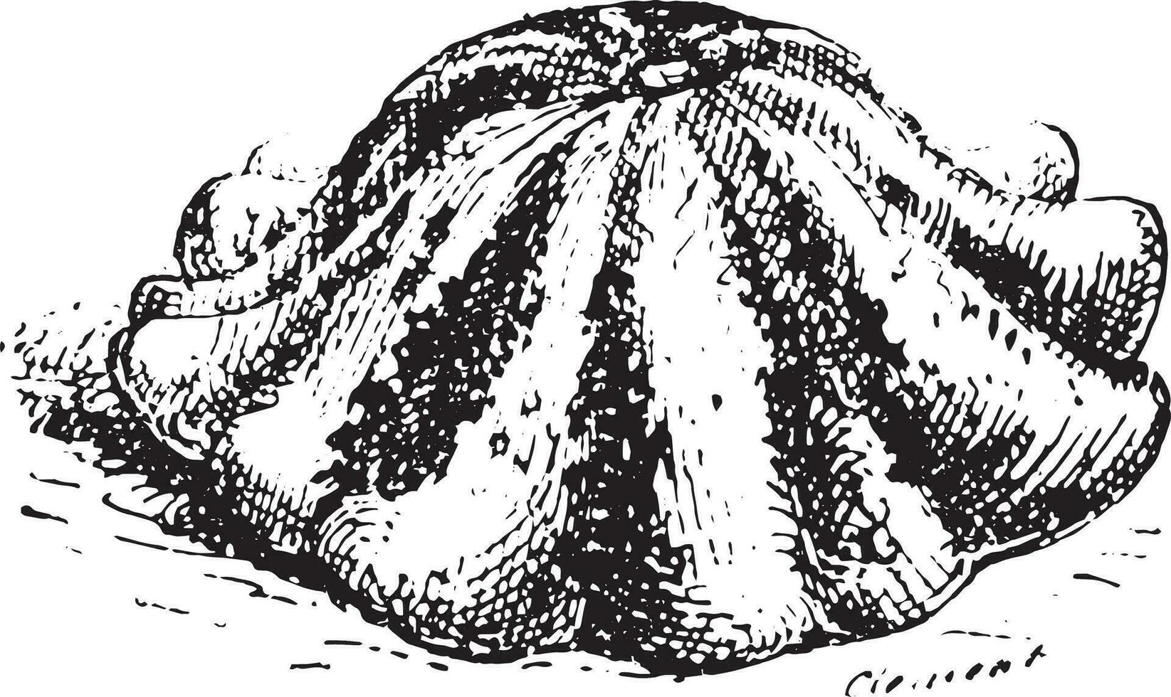 Pattypan squash or Sunburst squash, vintage engraving. vector