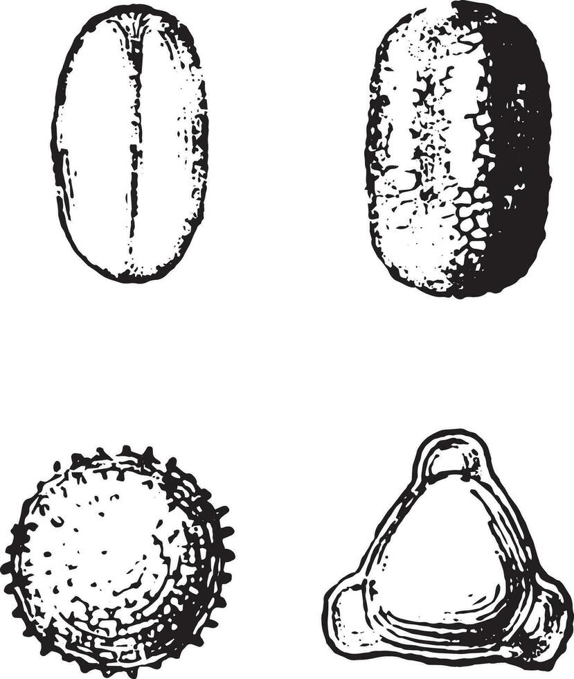 Pollen, vintage engraving. vector