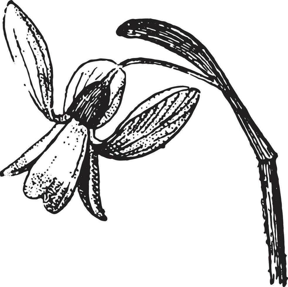 Snowdrop, vintage engraving. vector