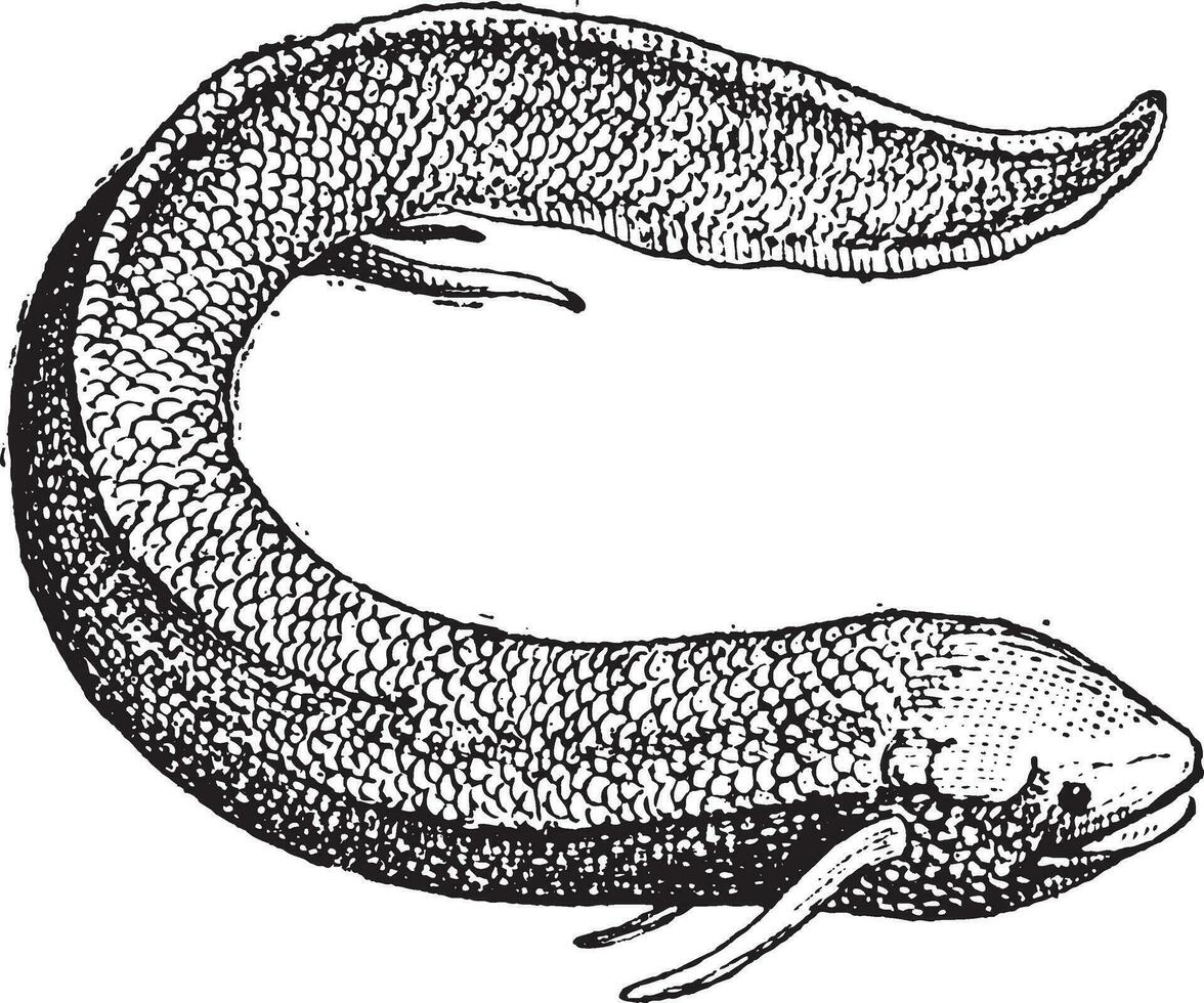 South American Lungfish or Lepidosiren paradoxa, vintage engraving vector