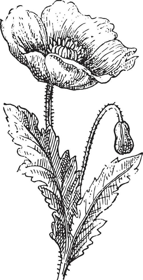 Poppy, vintage engraving. vector