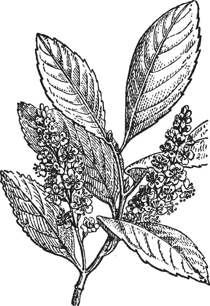 Sour Cherry or Prunus cerasus, vintage engraving vector