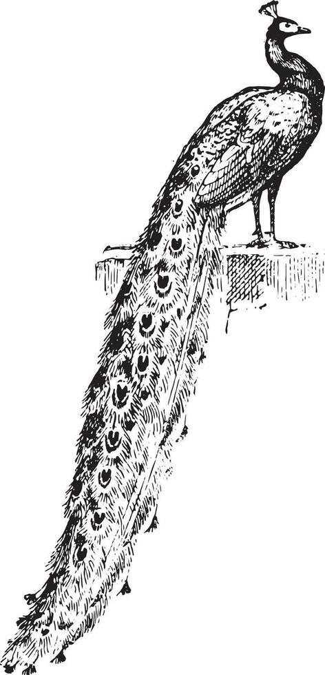 Peacock, vintage engraving. vector