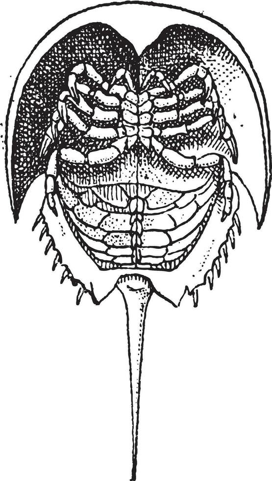 Horseshoe Crab or Limulidae, vintage engraving vector