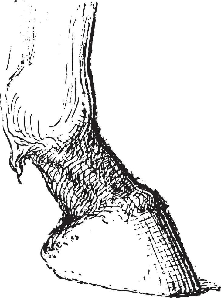 Pastern, vintage engraving. vector
