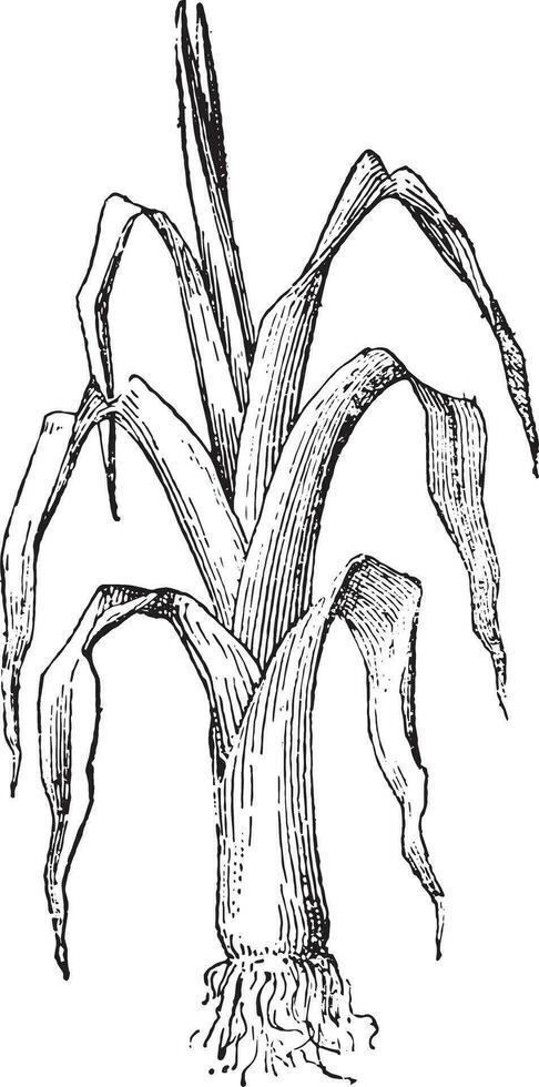 Leek, vintage engraving. vector