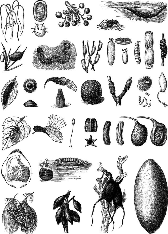 Eggs of Different Species of Animals, vintage engraving vector