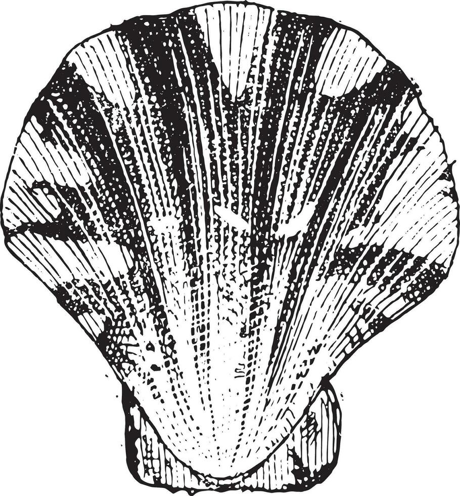 Comb mollusc, vintage engraving. vector