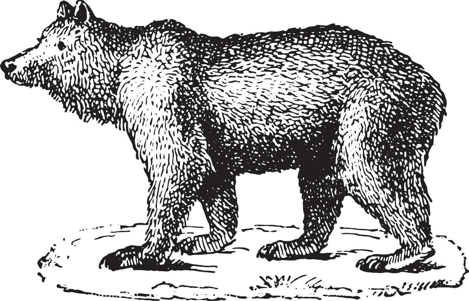 Bear, vintage engraving. vector