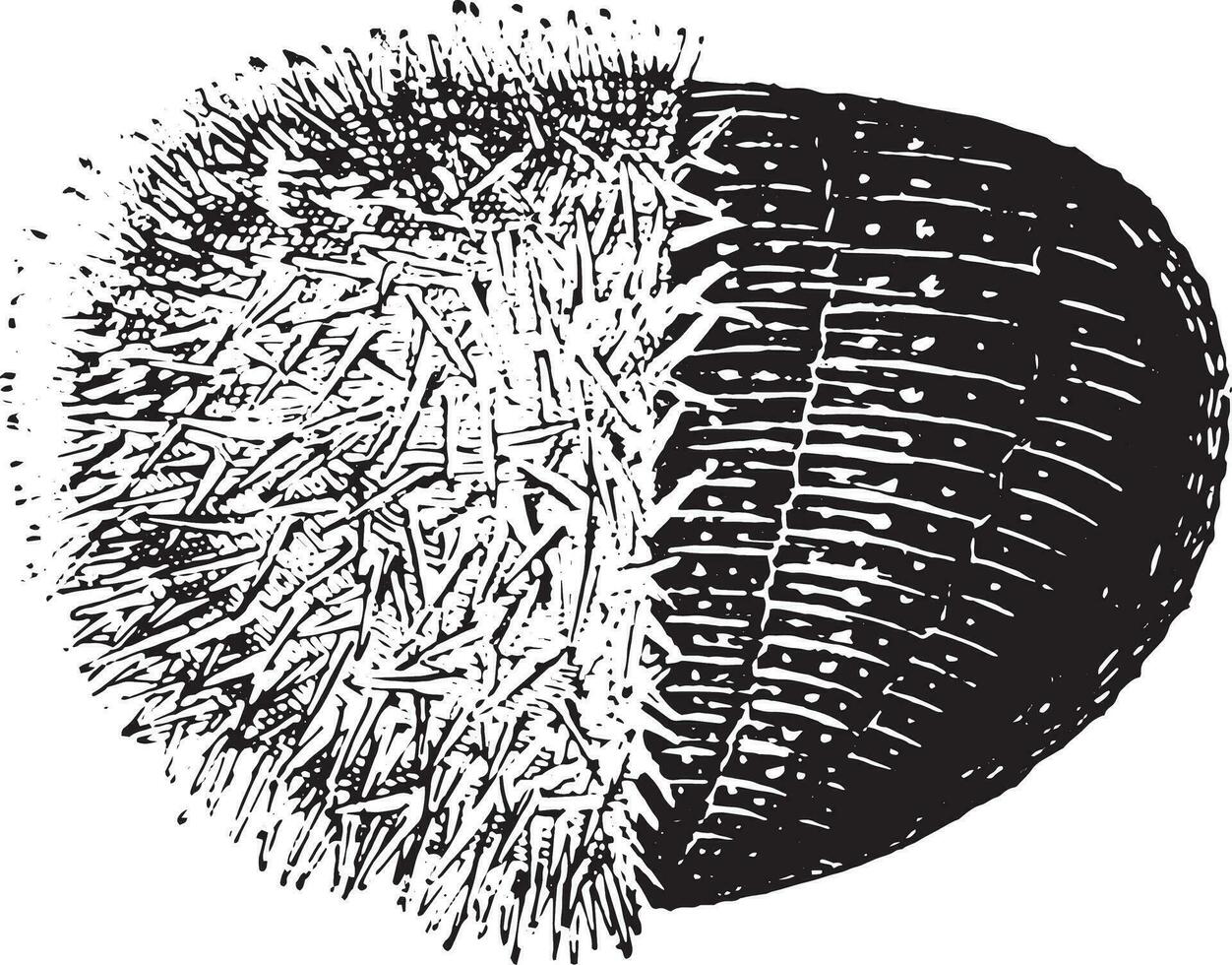 Urchin or Sea urchins, vintage engraving. vector