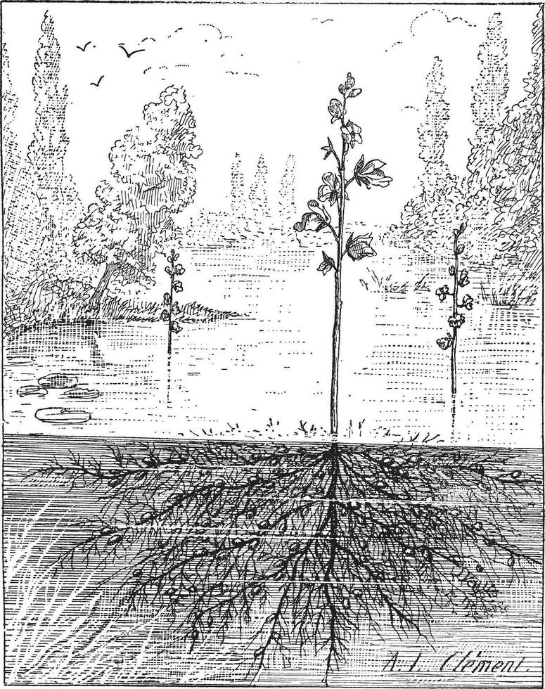 Utricularia or bladderworts plant, vintage engraving. vector