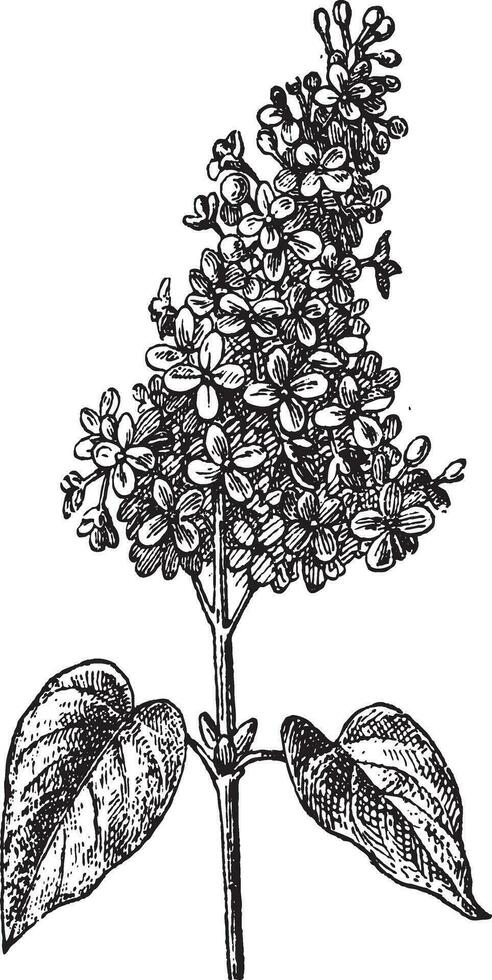 Lilac or Syringa sp., vintage engraving vector