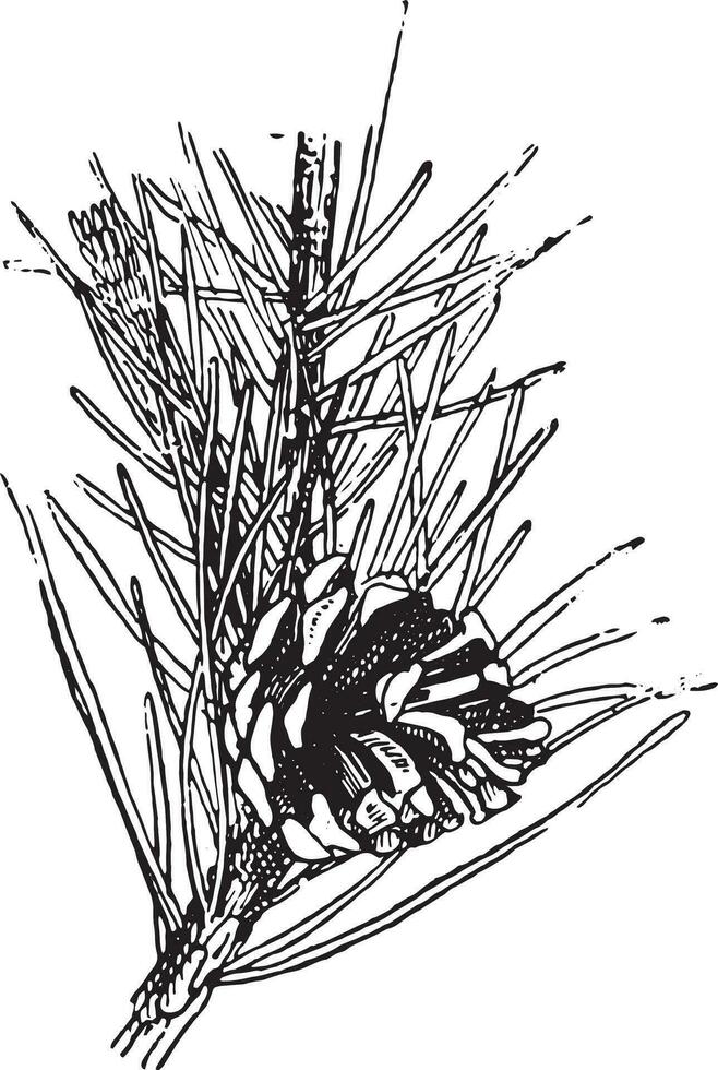 Scots pine or Pinus sylvestris, vintage engraving. vector