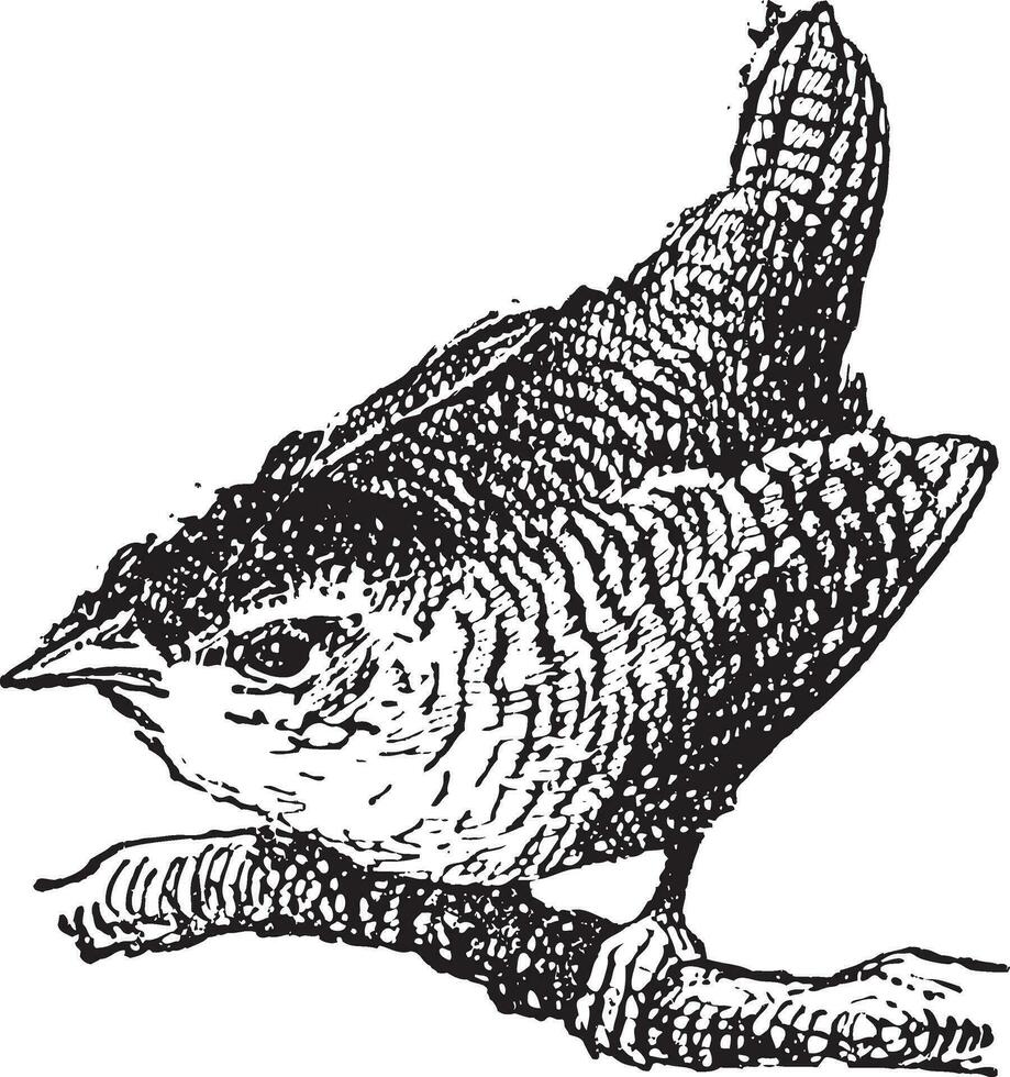 Troglodyte bird, vintage engraving. vector