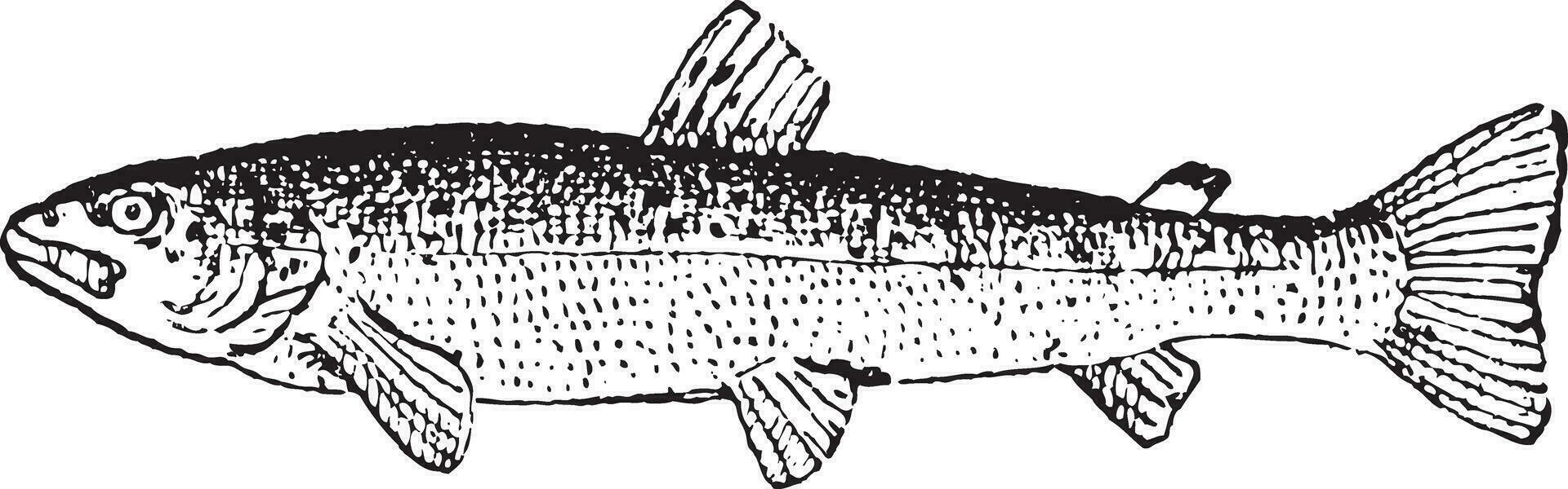 Common Trout or Salmo trutta, vintage engraving vector