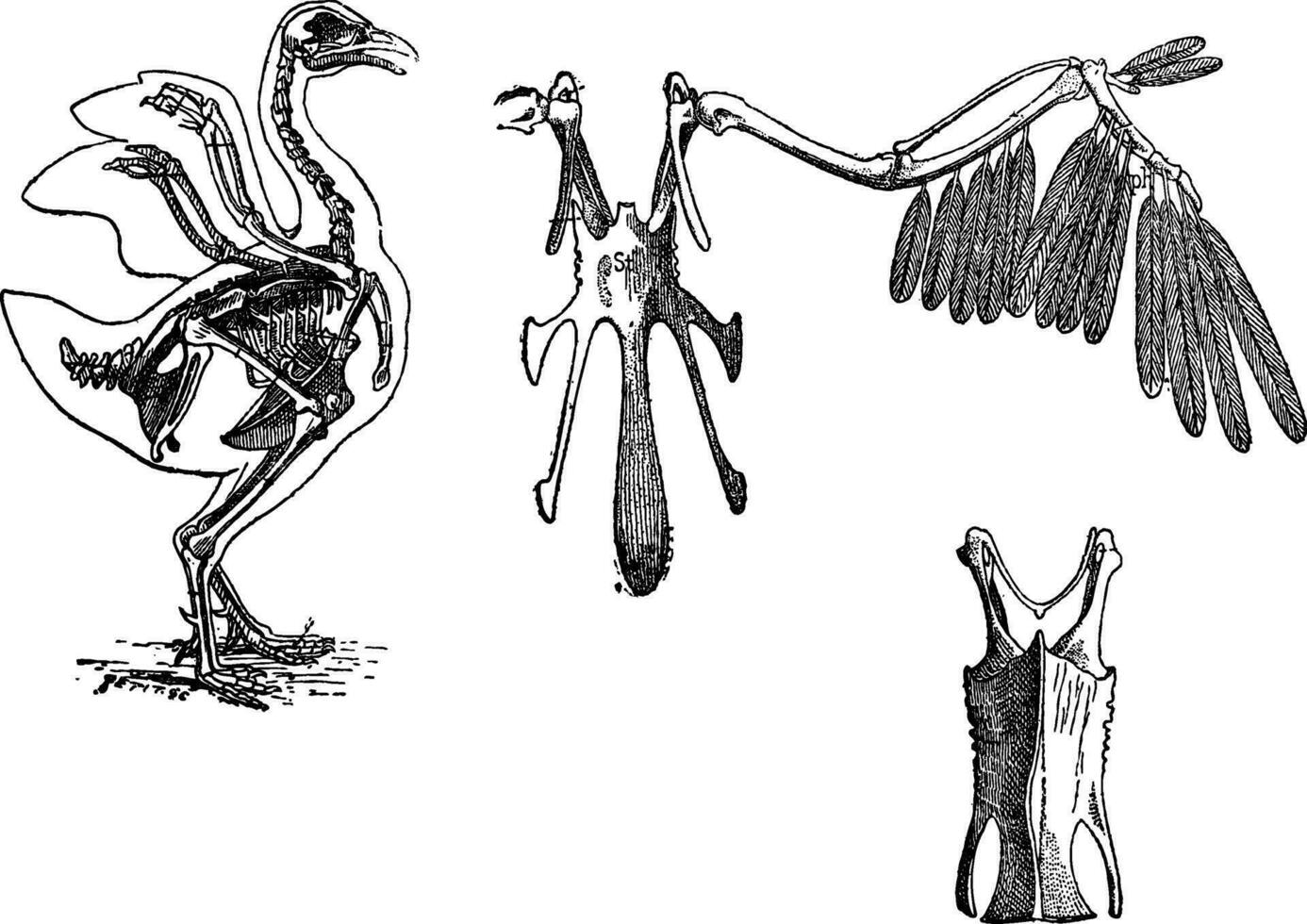 Skeleton of a Chicken, vintage engraving vector