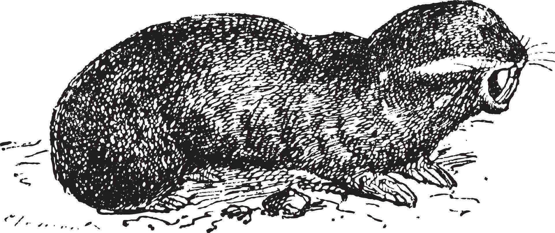 Spalax or mole rat, vintage engraving. vector