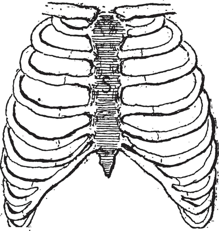 Sternum or Breastbone, vintage engraving. vector