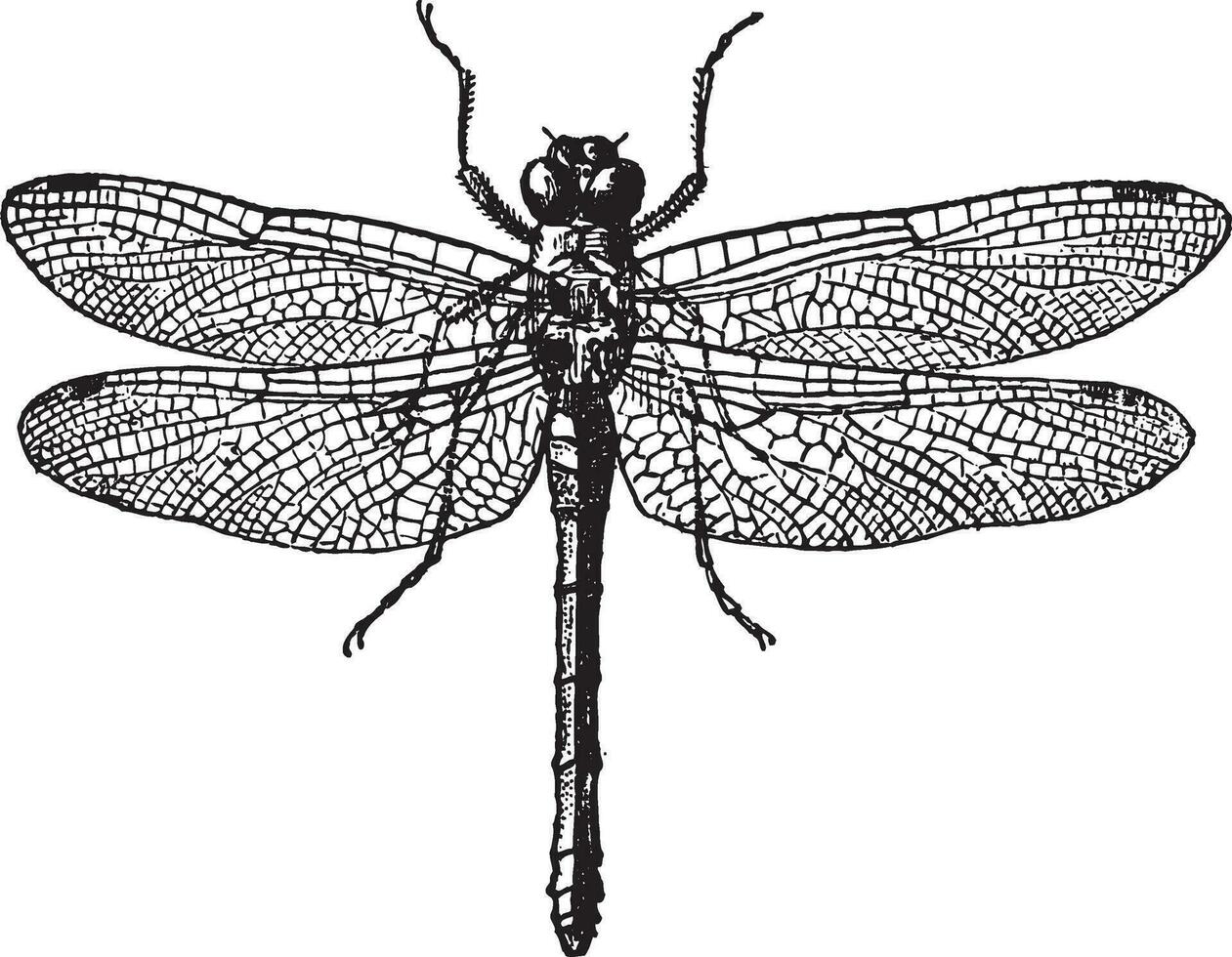 Fig 1. Dragonflies, vintage engraving. vector